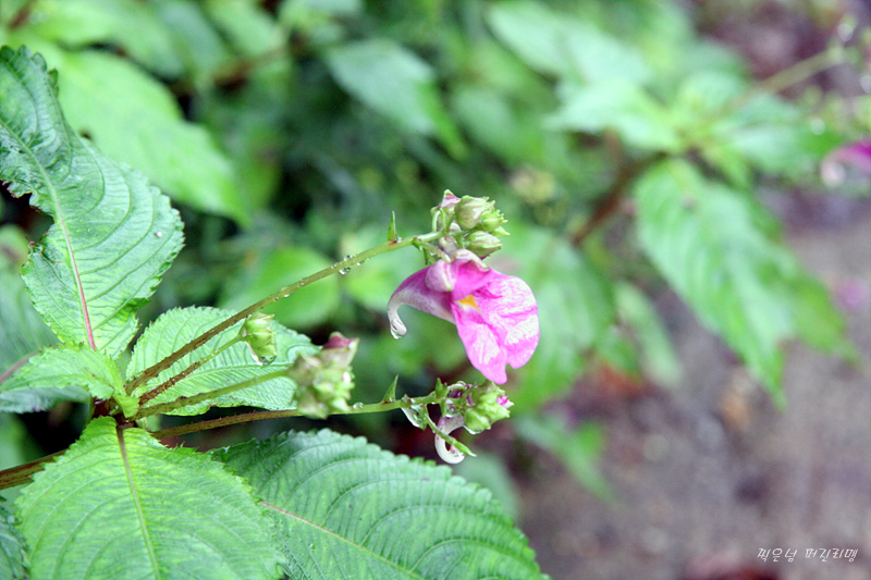 download.php?grpid=Pur8&fldid=_album&dat