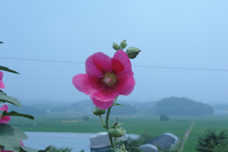 접시꽃 이미지