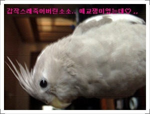 소소온 이미지