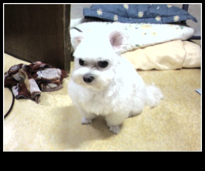 복길이네 이미지